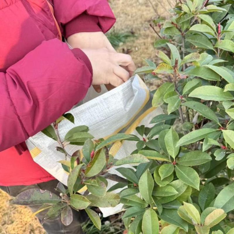〔NN71〕Fruit Picking Bag Reusab - Reusable Produce Bag 评论和价格